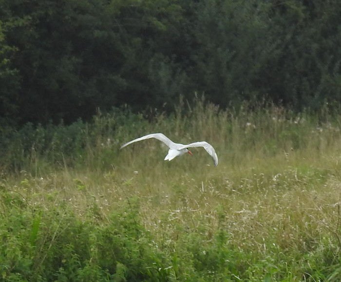 Common Tern