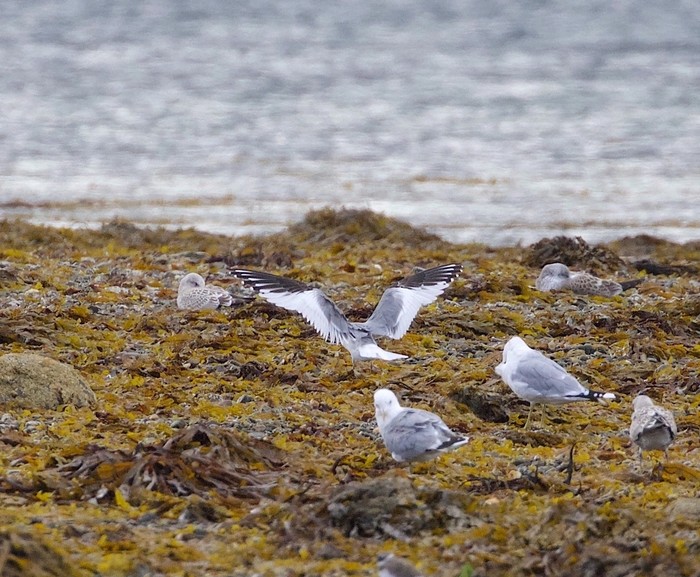 Sabine's Gull