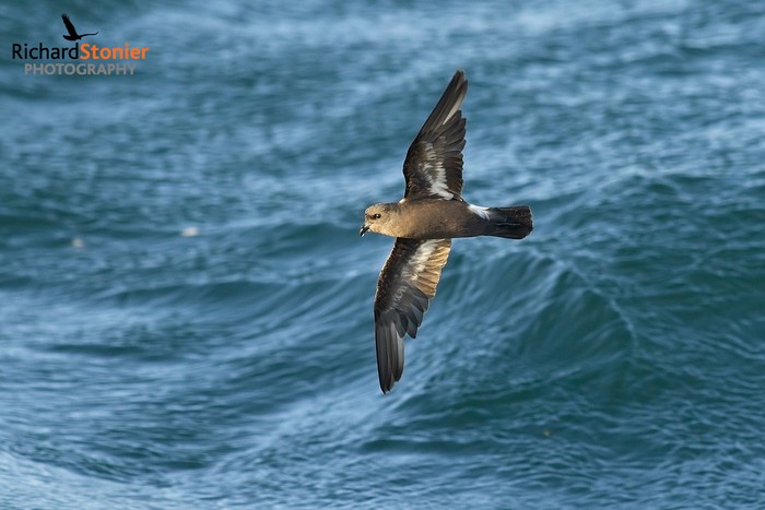 Storm Petrel