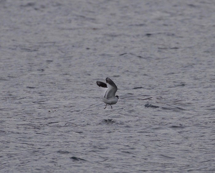 Sabine's Gull