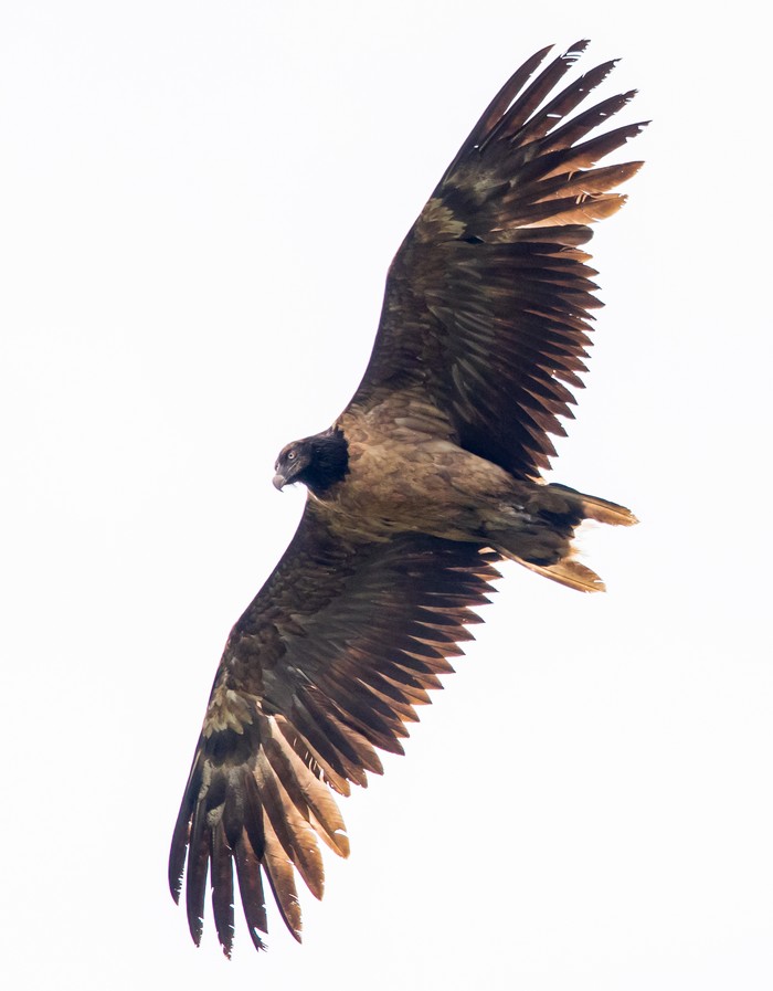 Lammergeier 