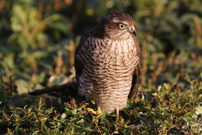 Sparrowhawk