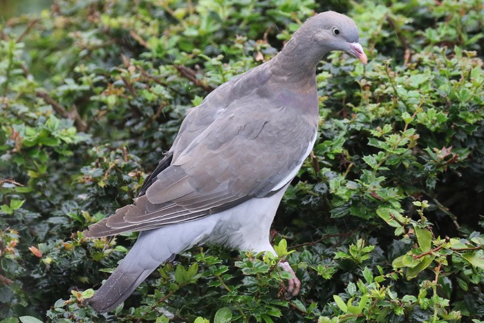 Woodpigeon