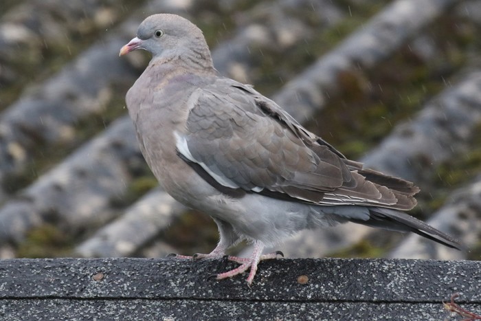 Woodpigeon