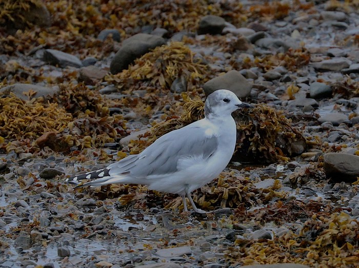 Sabine's Gull