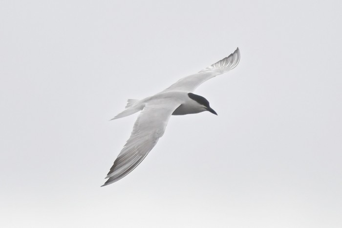 Gull-billed Tern