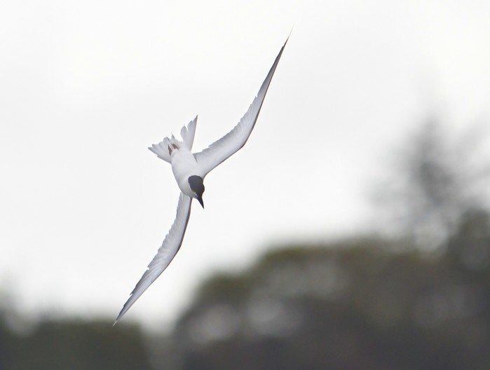Gull-billed Tern