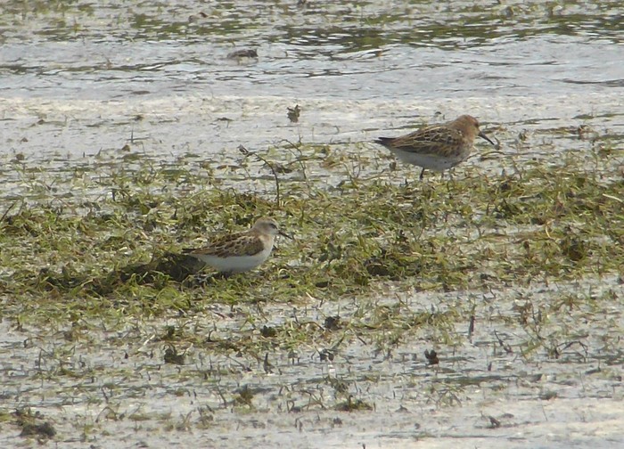 Little Stint