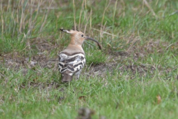 Hoopoe