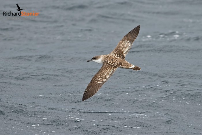 Great Shearwater