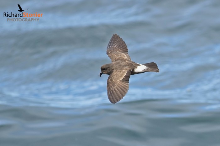 Storm Petrel