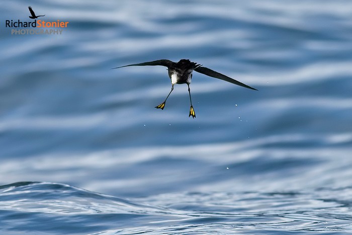 Wilson's Petrel