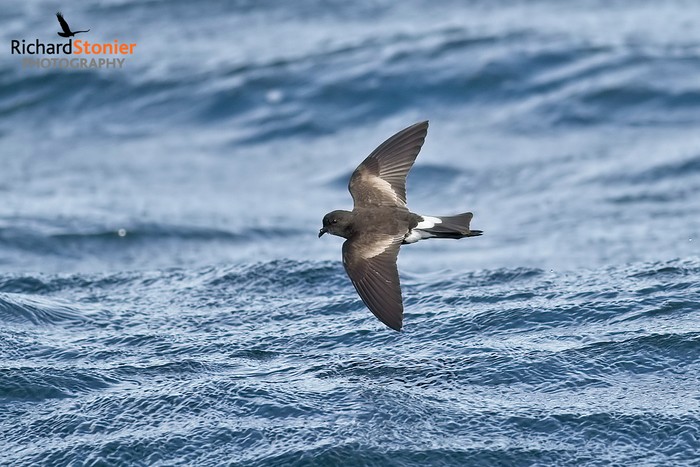 Wilson's Petrel