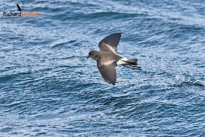 Wilson's Petrel