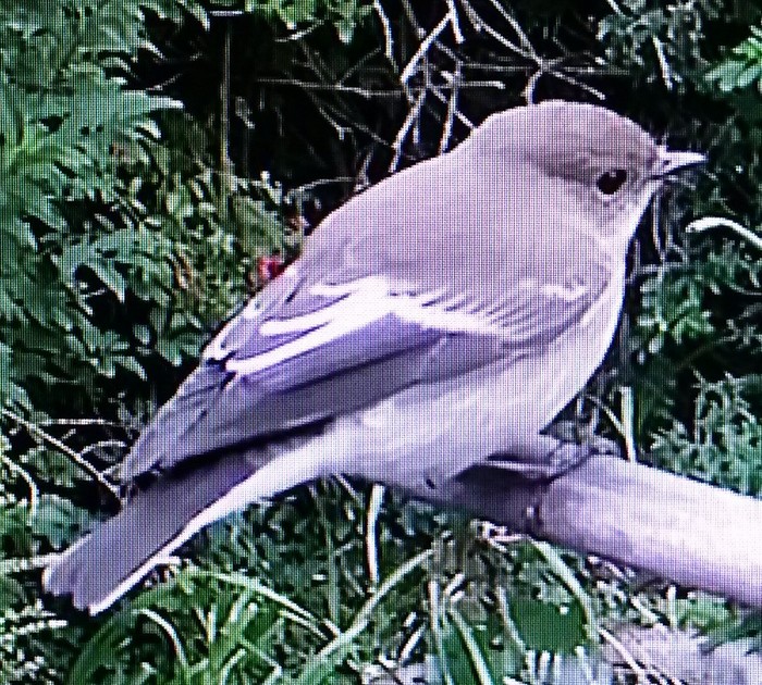 Pied Flycatcher