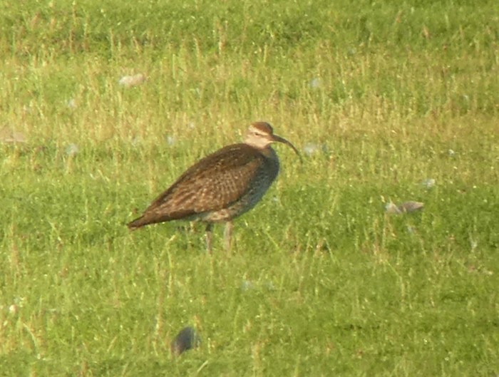 Whimbrel