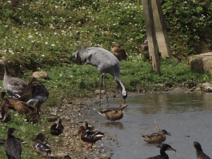 Common Crane