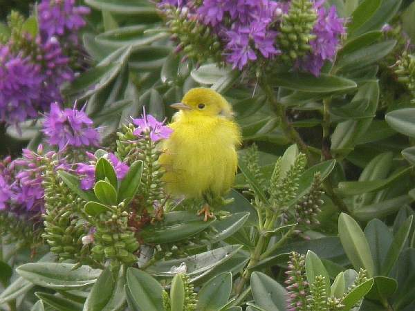 Yellow Warbler