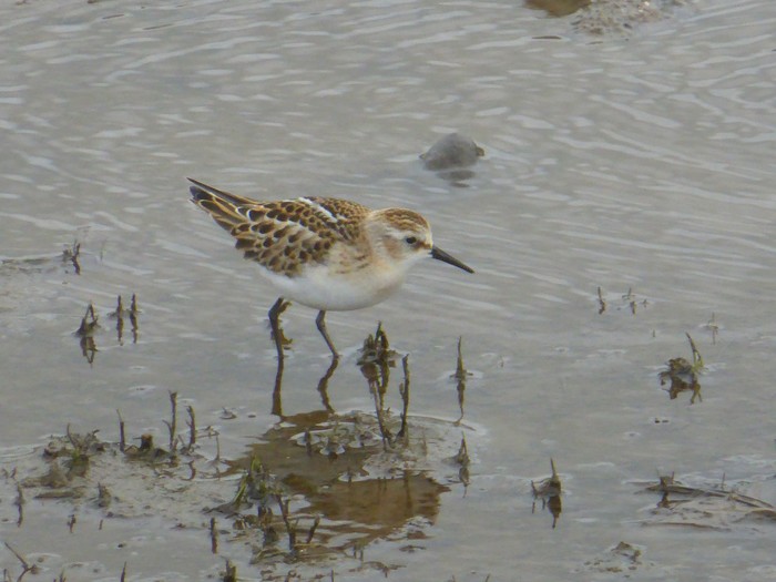 Little Stint