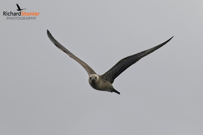 Long-tailed Skua
