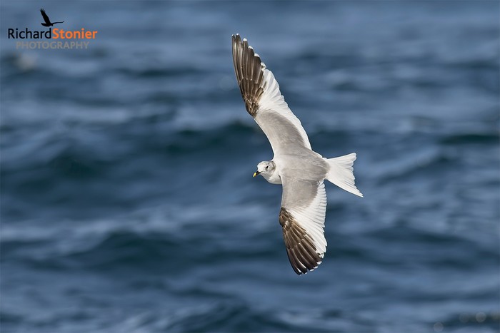 Sabine's Gull
