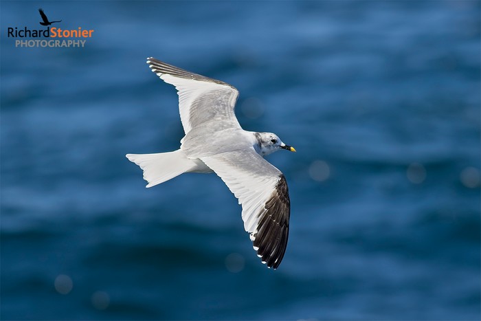 Sabine's Gull