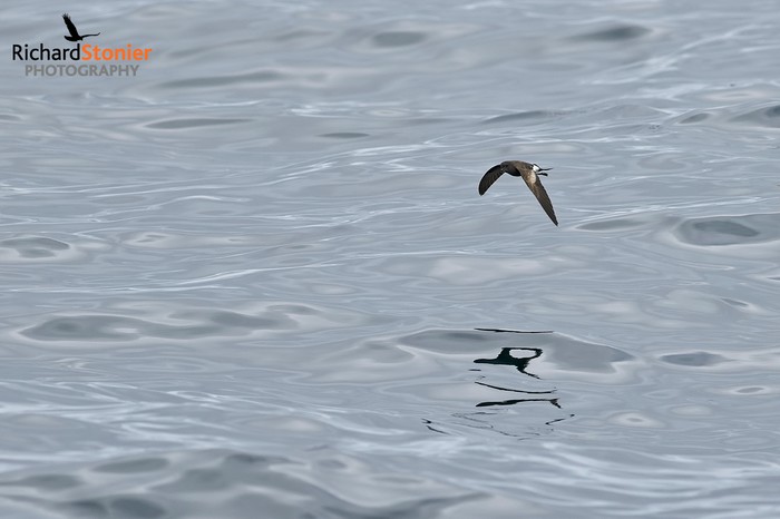 Wilson's Petrel