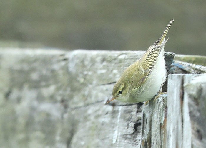 Greenish Warbler