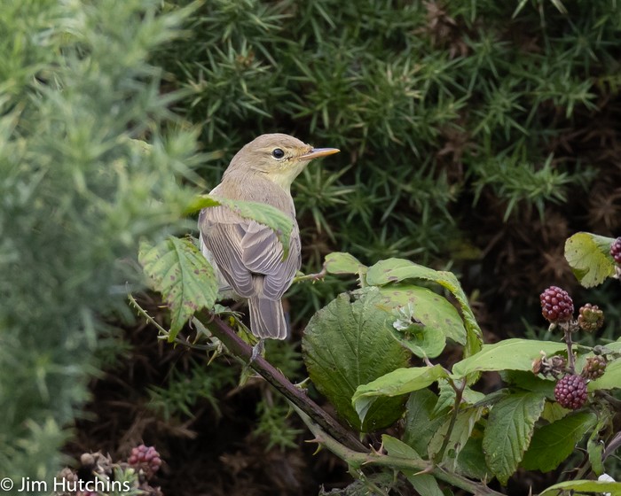 Melodious Warbler