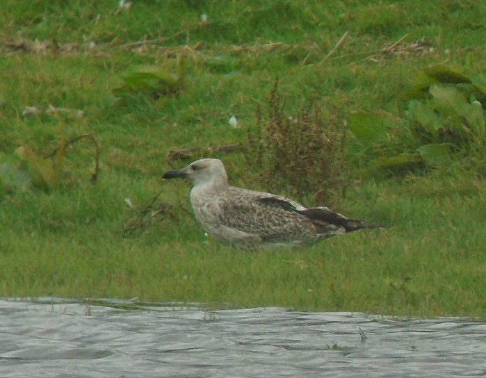 Caspian Gull