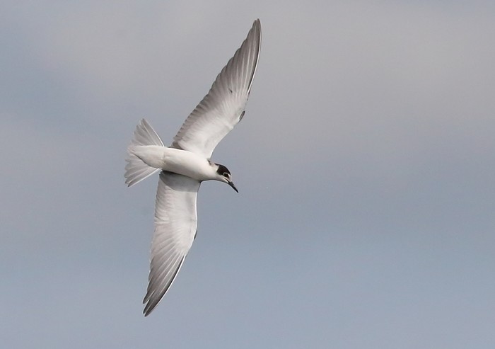 Black Tern