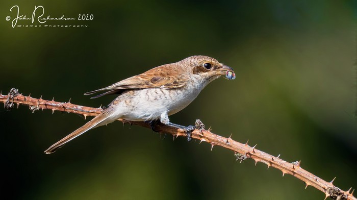 Red-backed Shrike