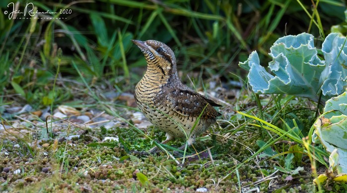 Wryneck