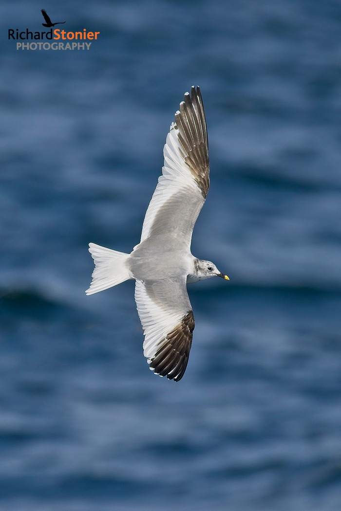 Sabine's Gull
