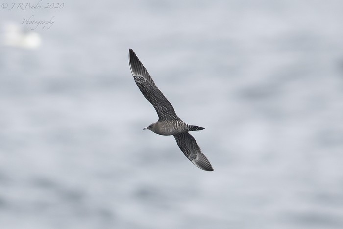 Long-tailed Skua