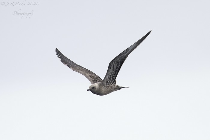 Long-tailed Skua