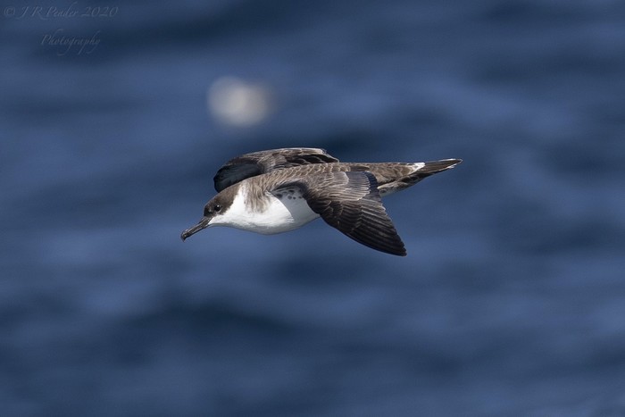Great Shearwater