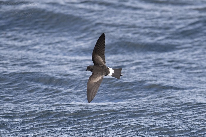 Wilson's Petrel
