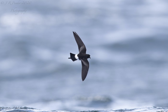 Wilson's Petrel