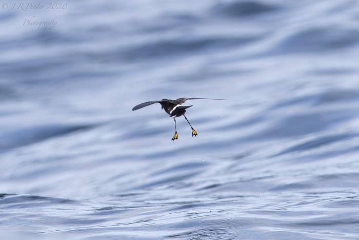 Wilson's Petrel
