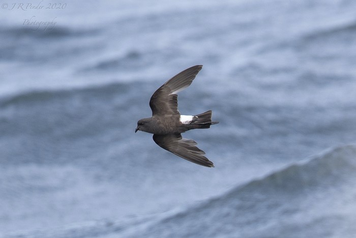 Wilson's Petrel