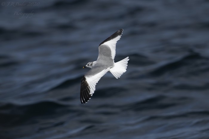 Sabine's Gull