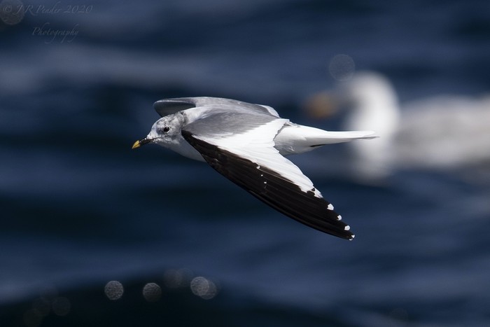 Sabine's Gull
