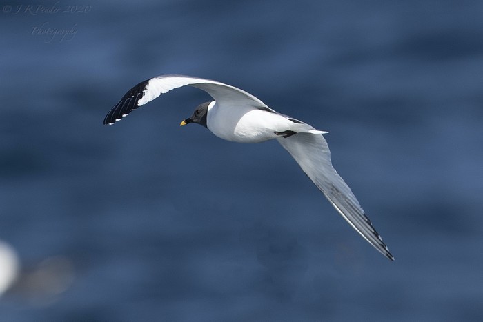 Sabine's Gull