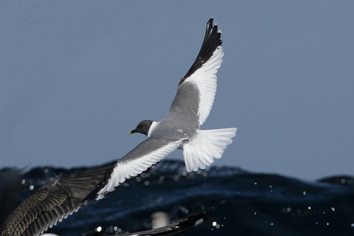 Sabine's Gull