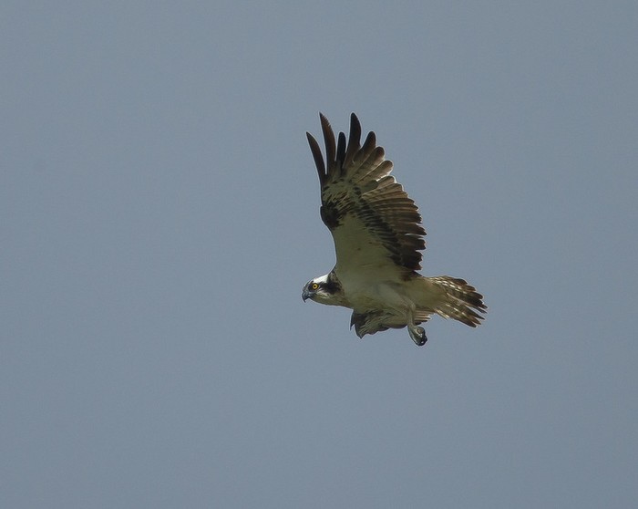 Osprey
