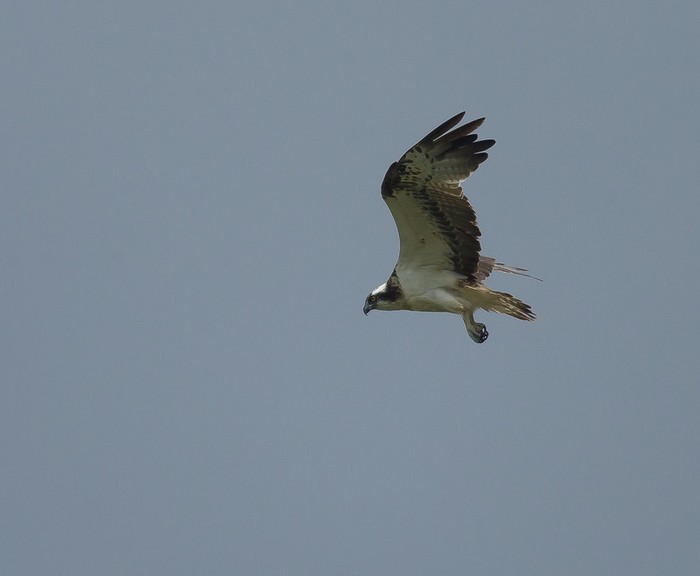 Osprey
