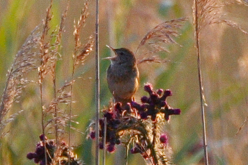 River Warbler