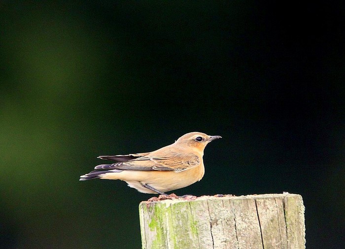 Wheatear