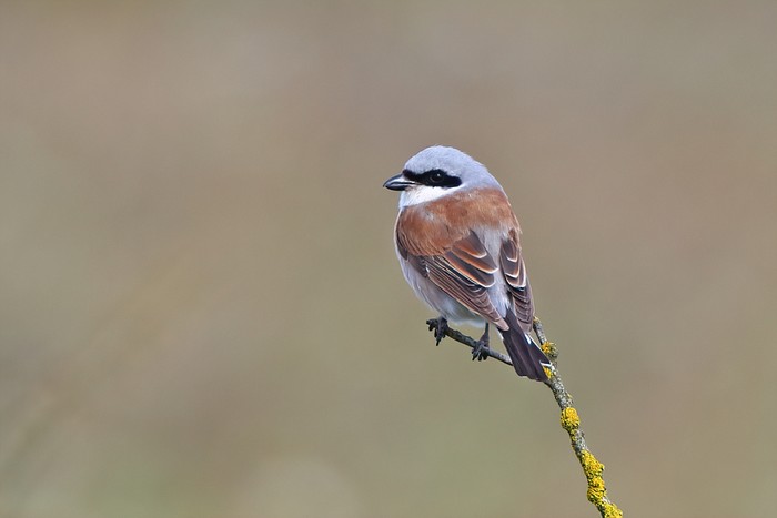 Red-backed Shrike